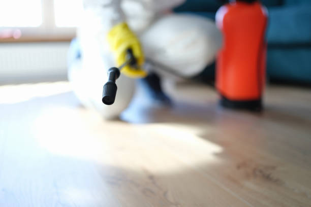 Best Black Mold Removal  in Heflin, AL
