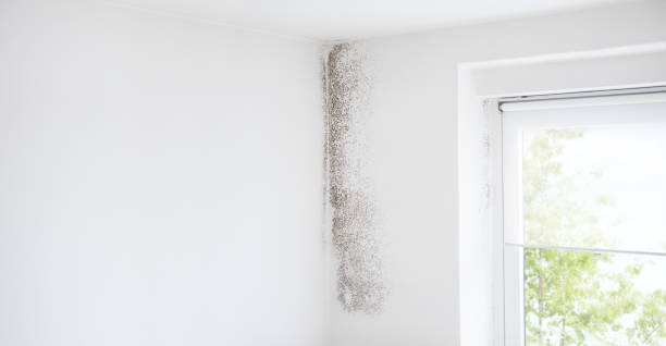 Best Basement Mold Removal  in Heflin, AL