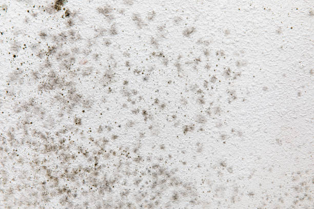 Environmental Consulting for Mold Prevention in Heflin, AL